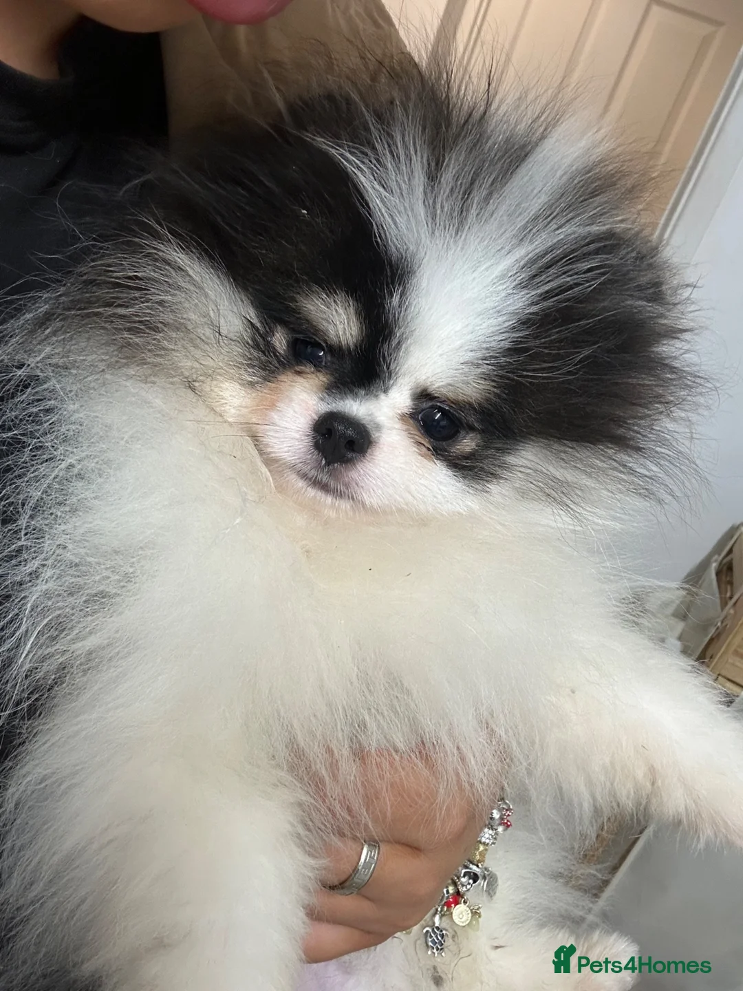 Pomeranian dogs for sale: Beautiful Pomeranians 🖤🤍 - Advert 2