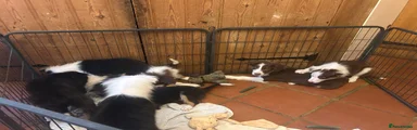 Border Collie Puppy 2