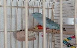 Parrots birds for sale: Bonding pair of parrotlets and conures  - Image 5