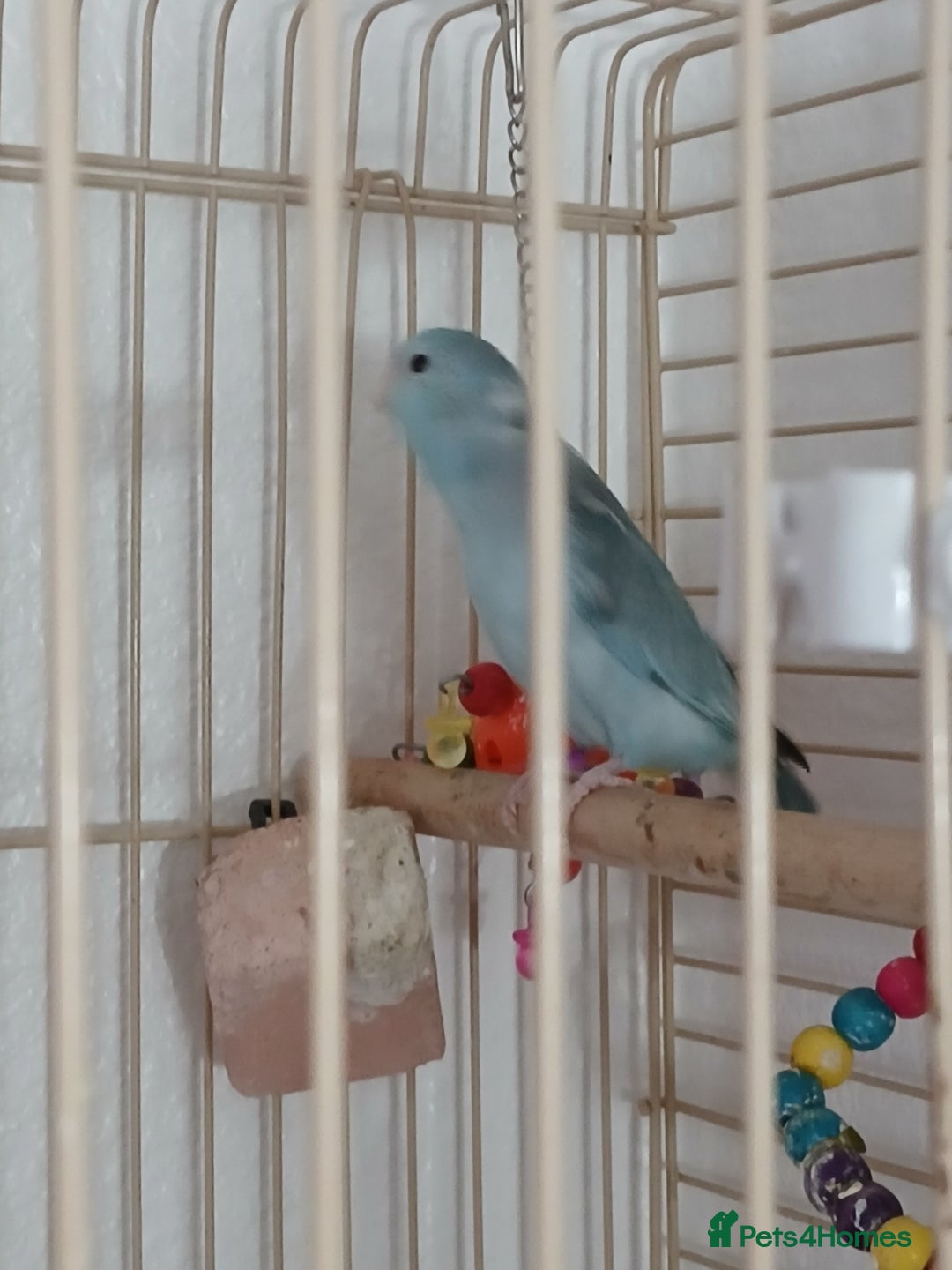 Parrots birds for sale: Bonding pair of parrotlets and conures  - Image 5