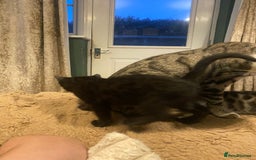 Bengal cats for sale: Bengal x - Image 2