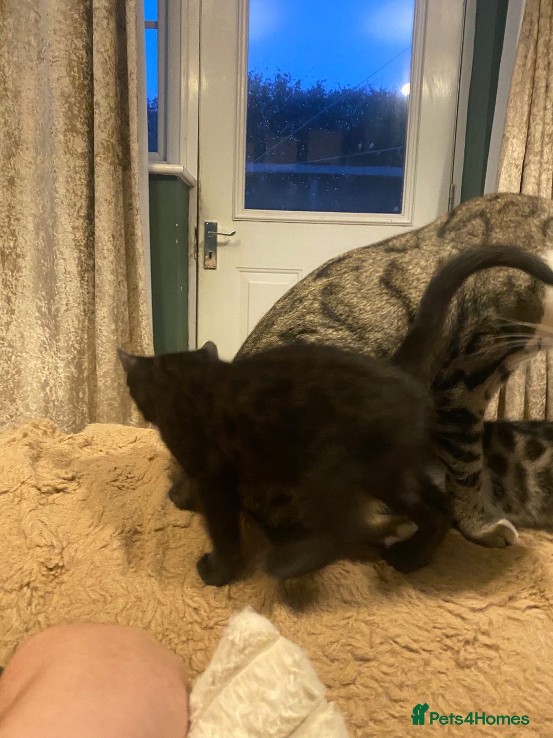 Bengal cats for sale: Bengal x - Image 2