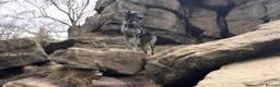 Mixed Breed dogs for sale: WAITING LIST OPEN - amazing breed of pups  - Advert 5