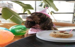 Cocker Spaniel dogs for sale: Show cockers kc registered simbawood lines - Image 28