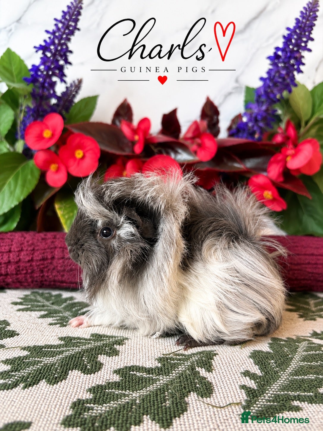 Guinea Pig rodents LOTS OF BABY Guinea Pigs for sale  - Advert 1