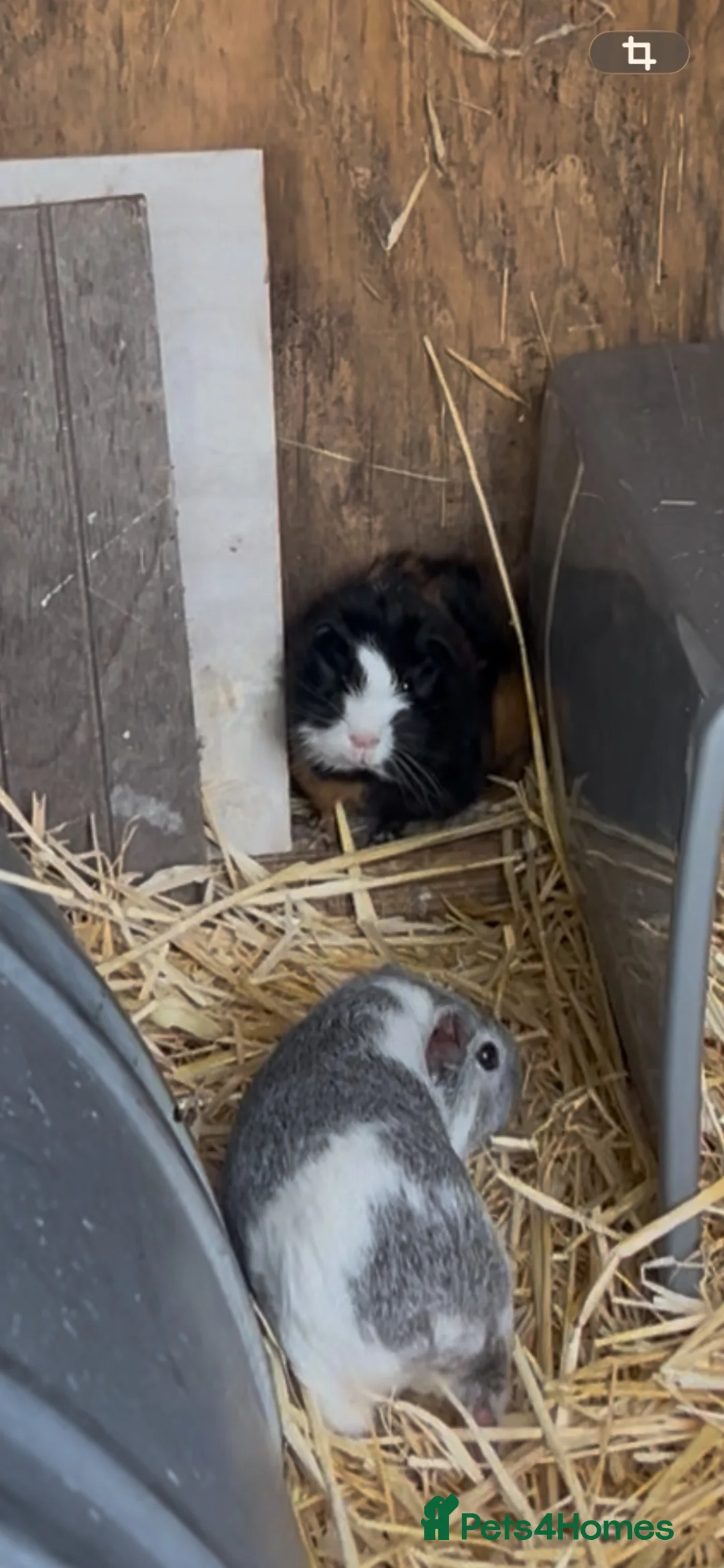 Guinea Pig rodents for sale: Guinea pigs in Ipswich - Advert 2