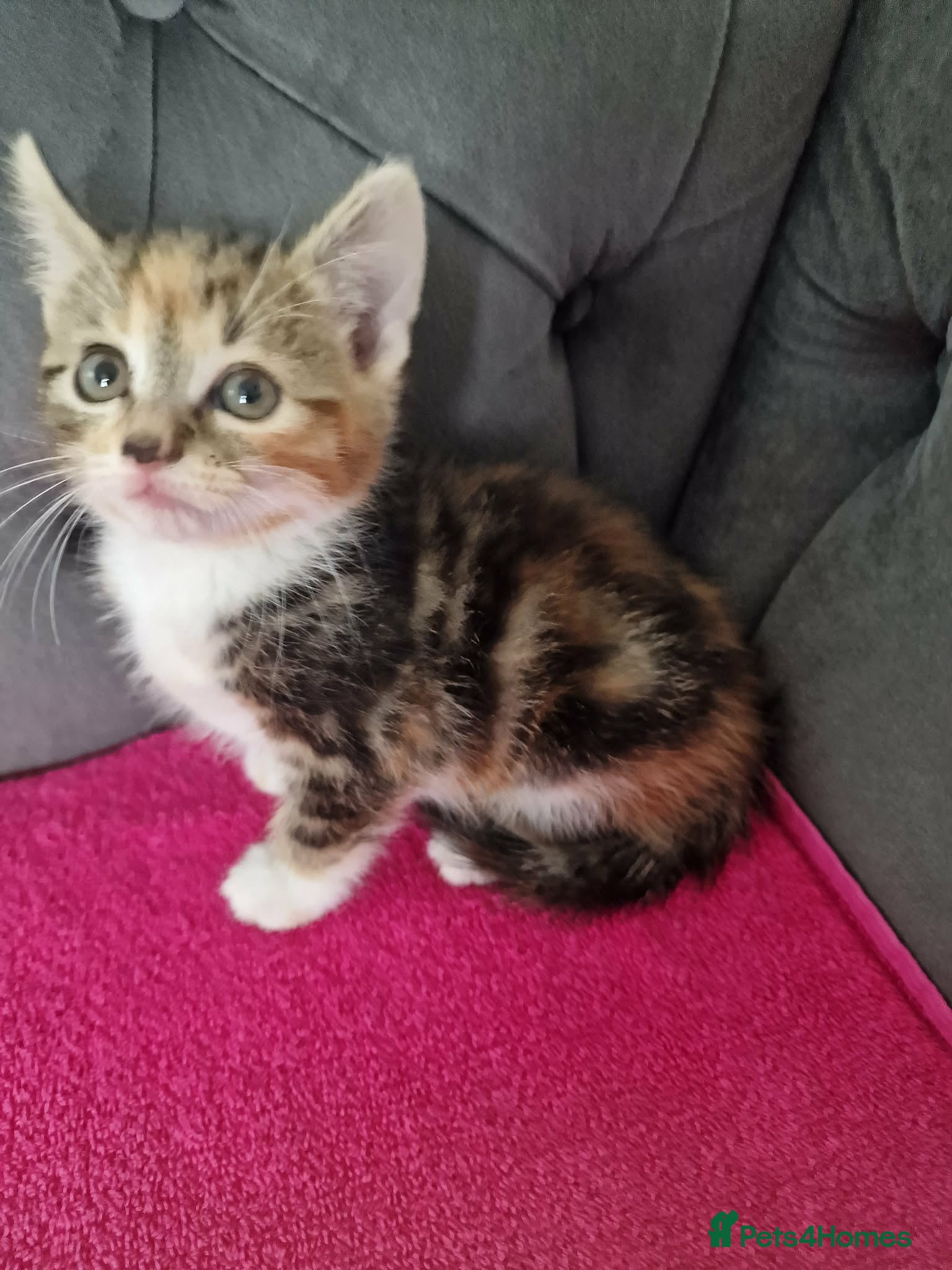 Mixed Breed cats 5 gorgeous kittens - Advert 7