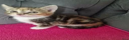 Mixed Breed cats for sale: 5 gorgeous kittens - Advert 1