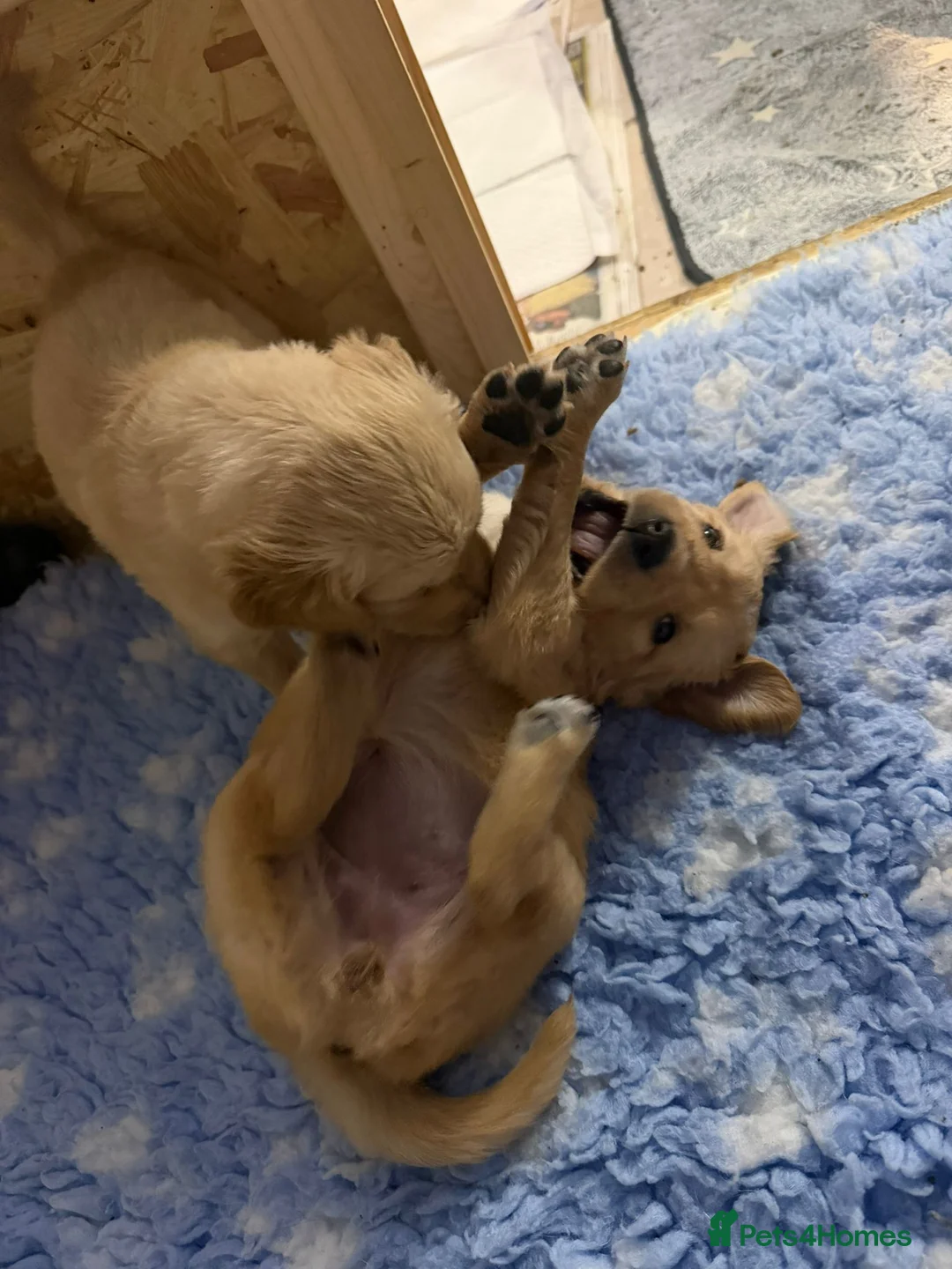 Golden Retriever dogs for sale: Beautiful Golden retrievers  - Advert 4