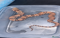 Snake reptiles for sale: Pink x white hypo false water cobras - Image 1