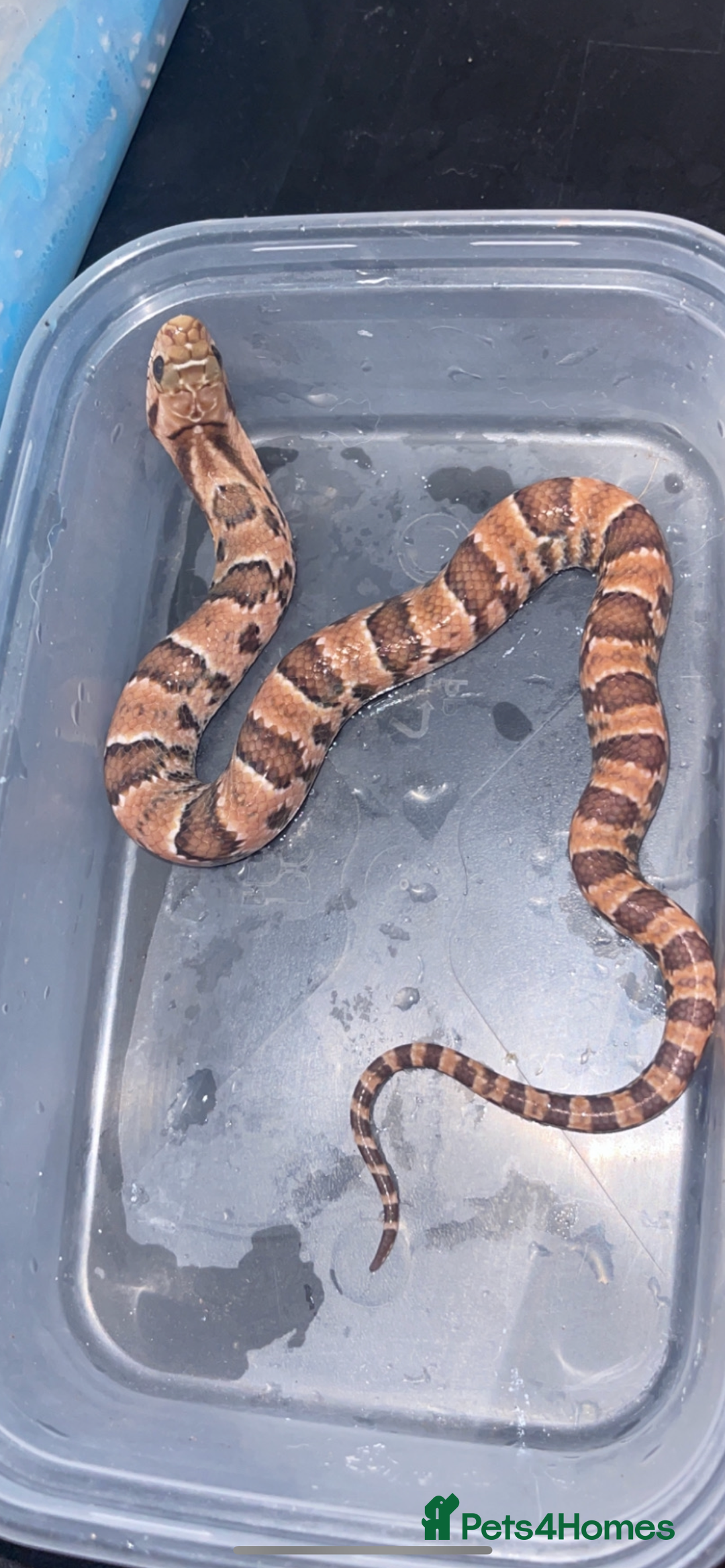 Snake reptiles for sale: Pink x white hypo false water cobras - Image 1