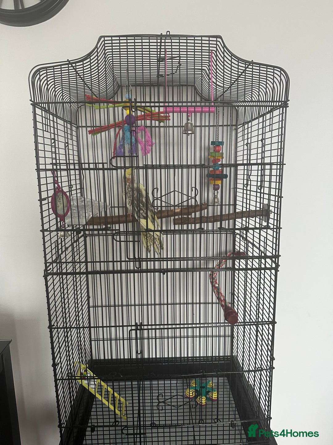 Cockatiels birds for sale: Mr kenyon - Advert 1