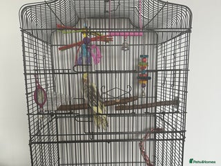 Cockatiels birds Mr kenyon - Advert 1