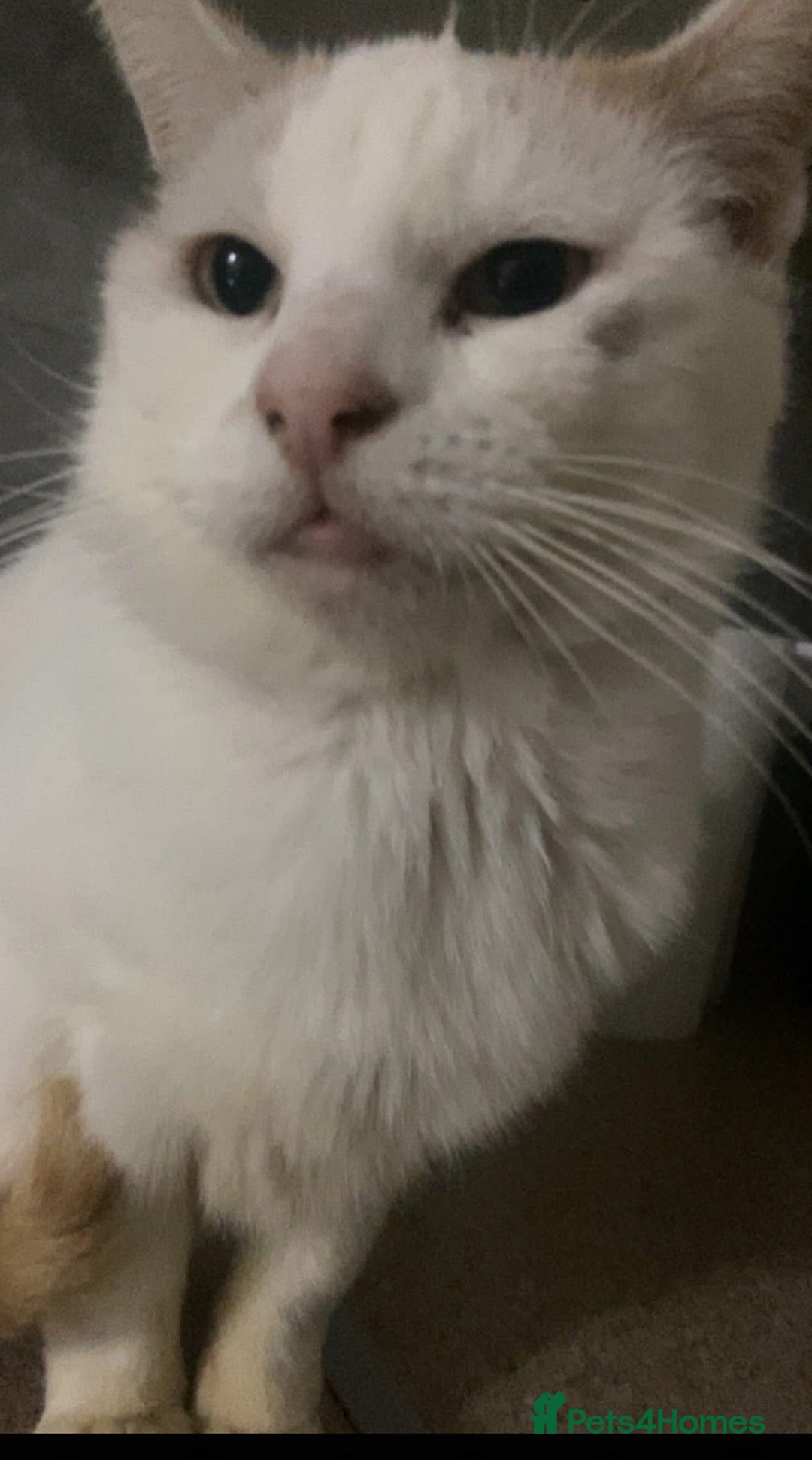 Ragdoll cats for sale: Rehoming cat FREE - Image 3
