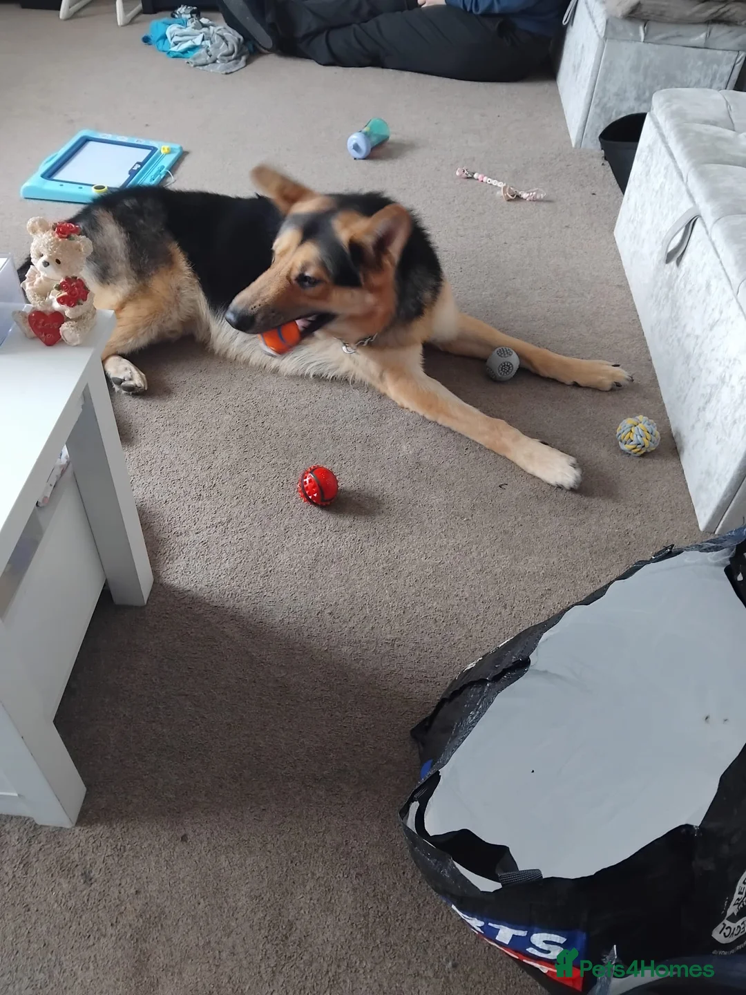 German Shepherd dogs for sale: 2 year old German shepherd  - Advert 5