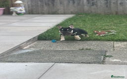 French Bulldog dogs for sale: 2 beautiful french bulldog puppies available  in Oldbury - Image 7