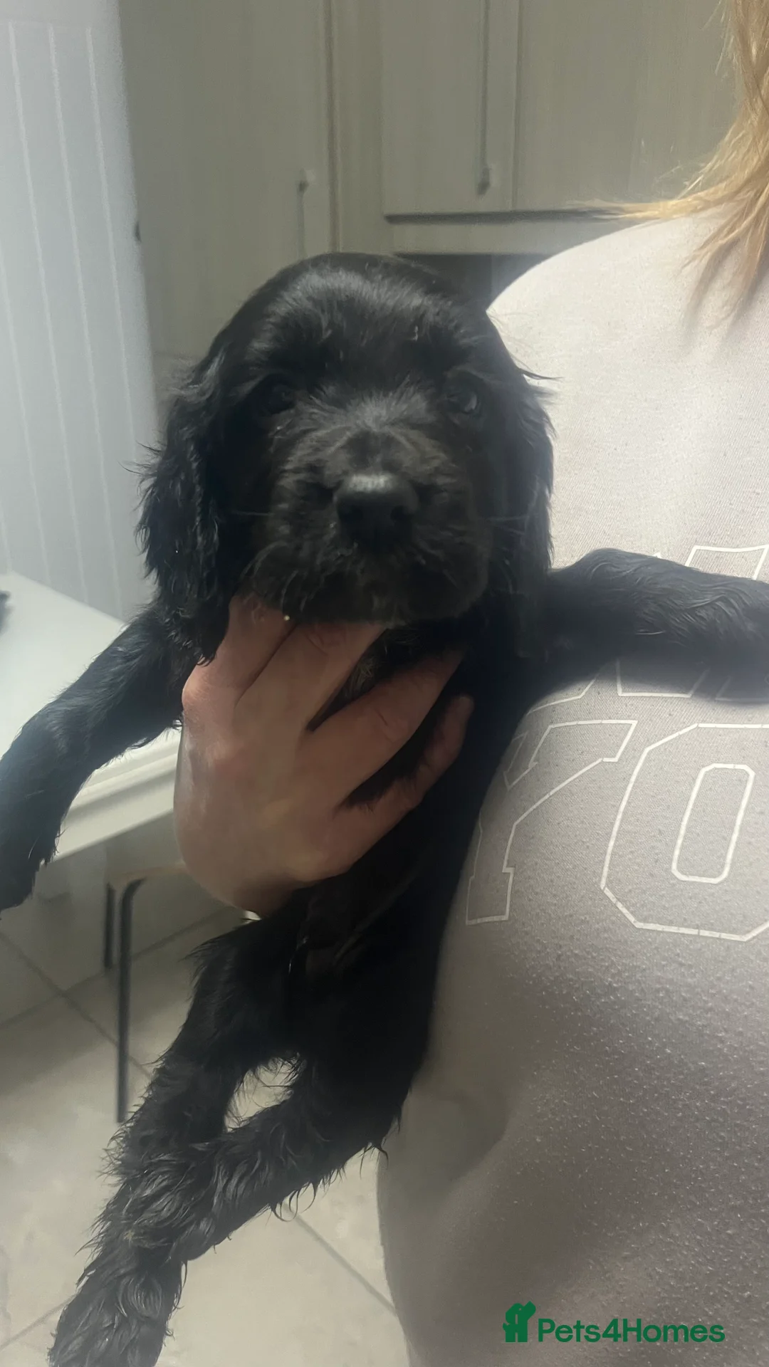 Sprocker dogs for sale: 5 sprocker spaniels  - Advert 9