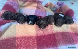 Cockapoo dogs for sale: 7 beautiful cockapoo puppy’s  - Advert 12