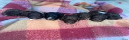 Cockapoo dogs for sale: Beautiful cockapoo puppies ONLY 1 LEFT! price drop - Advert 6