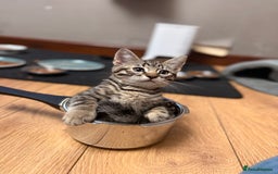 Mixed Breed cats for sale: Cutest kittens!  - Image 1