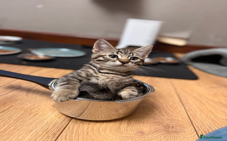 Mixed Breed cats - Advert 3