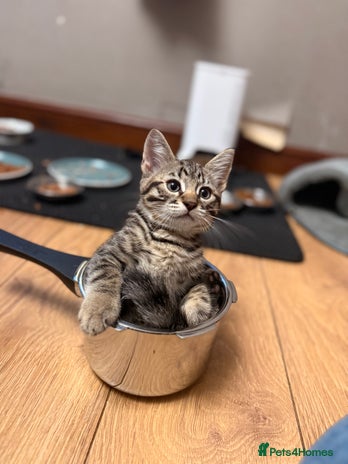 Mixed Breed cats - Advert 8