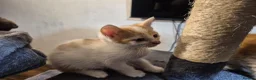 Mixed Breed cats for sale: 5 Gorgeous kittens for sale in Bedford - Advert 9