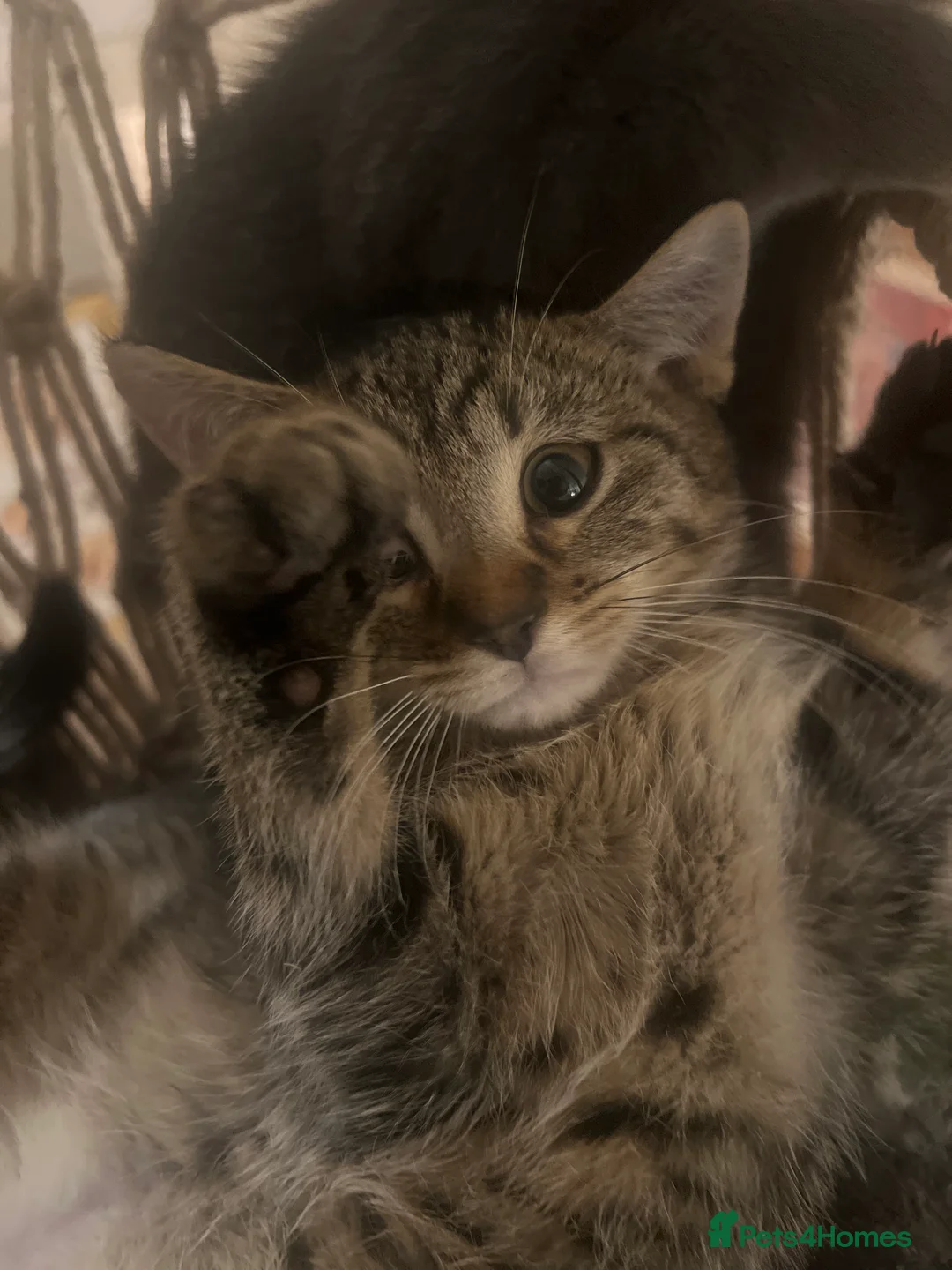 Mixed Breed cats for sale: 2 Male Moggies - Advert 2