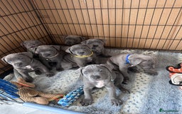 Staffordshire Bull Terrier dogs for sale: Blue Staffordshire bull terrier  - Image 1