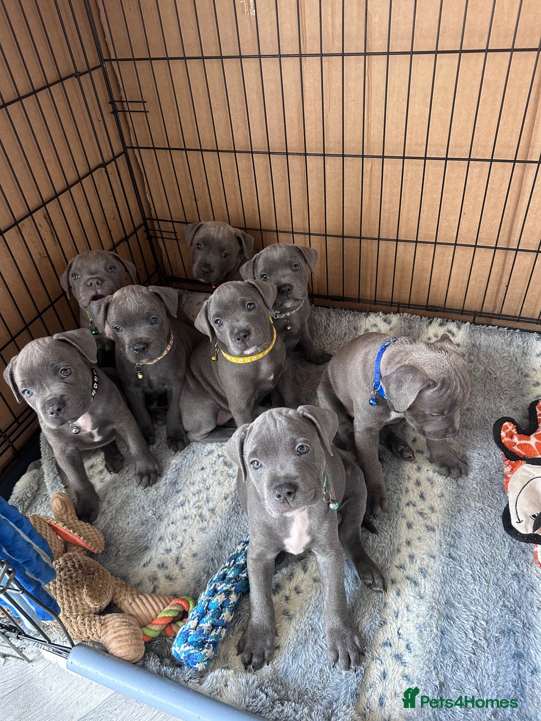 Staffordshire Bull Terrier dogs for sale: Blue Staffordshire bull terrier  - Image 1