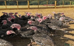 Turkeys poultry for sale: Bronze Turkeys  - Image 1
