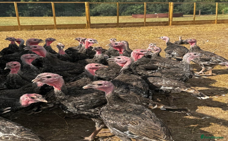 Turkeys poultry - Advert 15