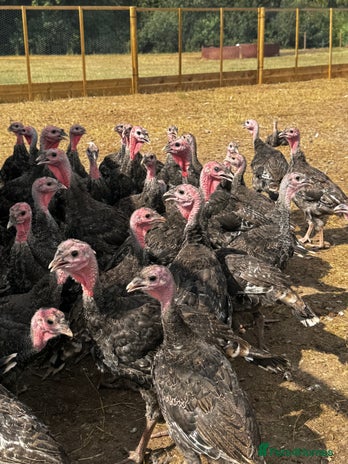 Turkeys poultry - Advert 15