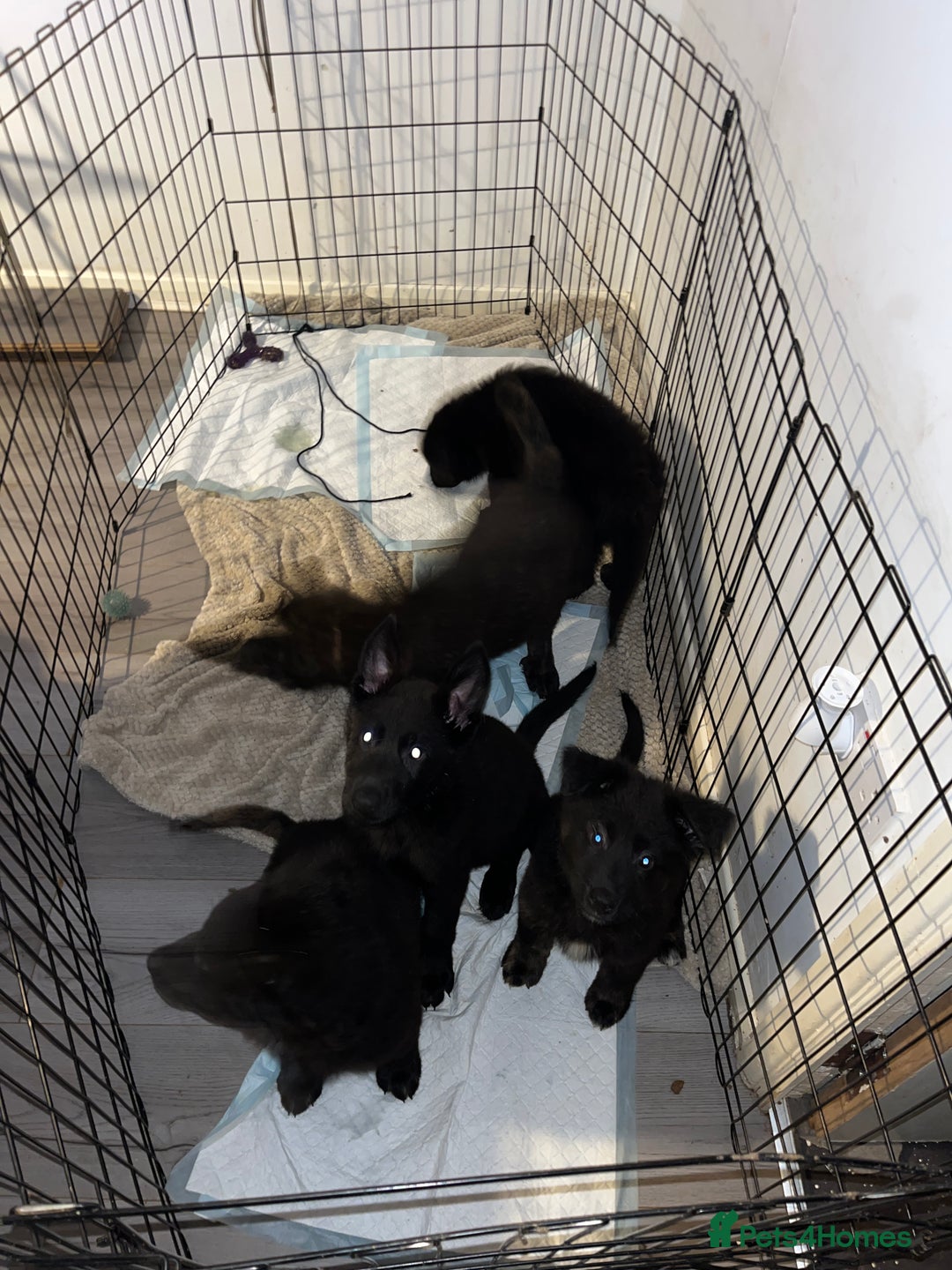 Mixed Breed dogs for sale: German Shepard cross - Image 1