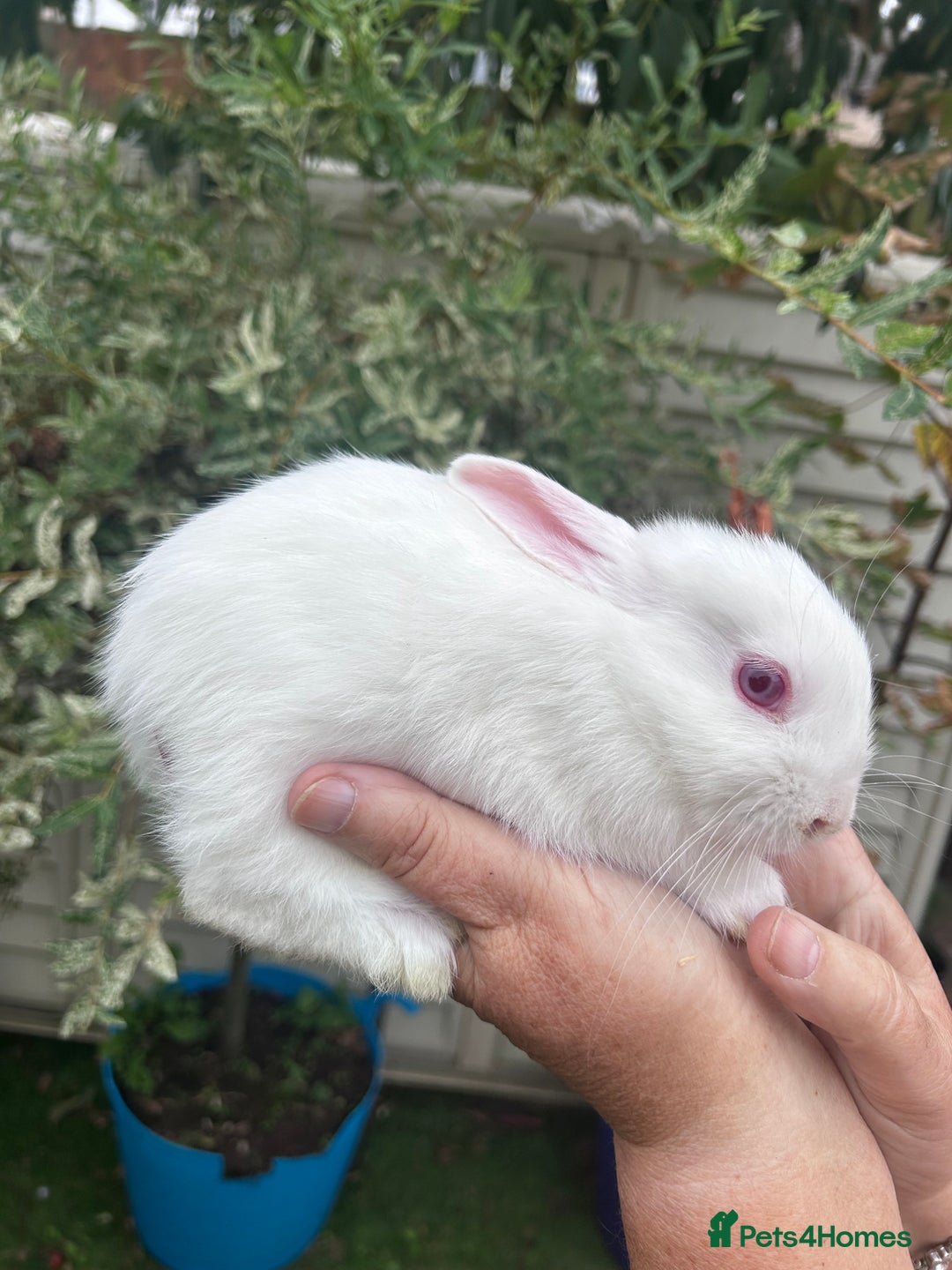 Mixed Breed rabbits for sale: Female & Male baby rabbits for sale  - Image 4