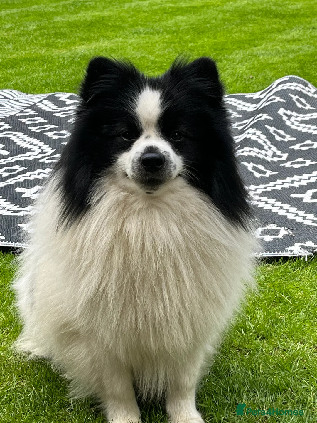 German Spitz dogs for stud: German spitz stud - Advert 9