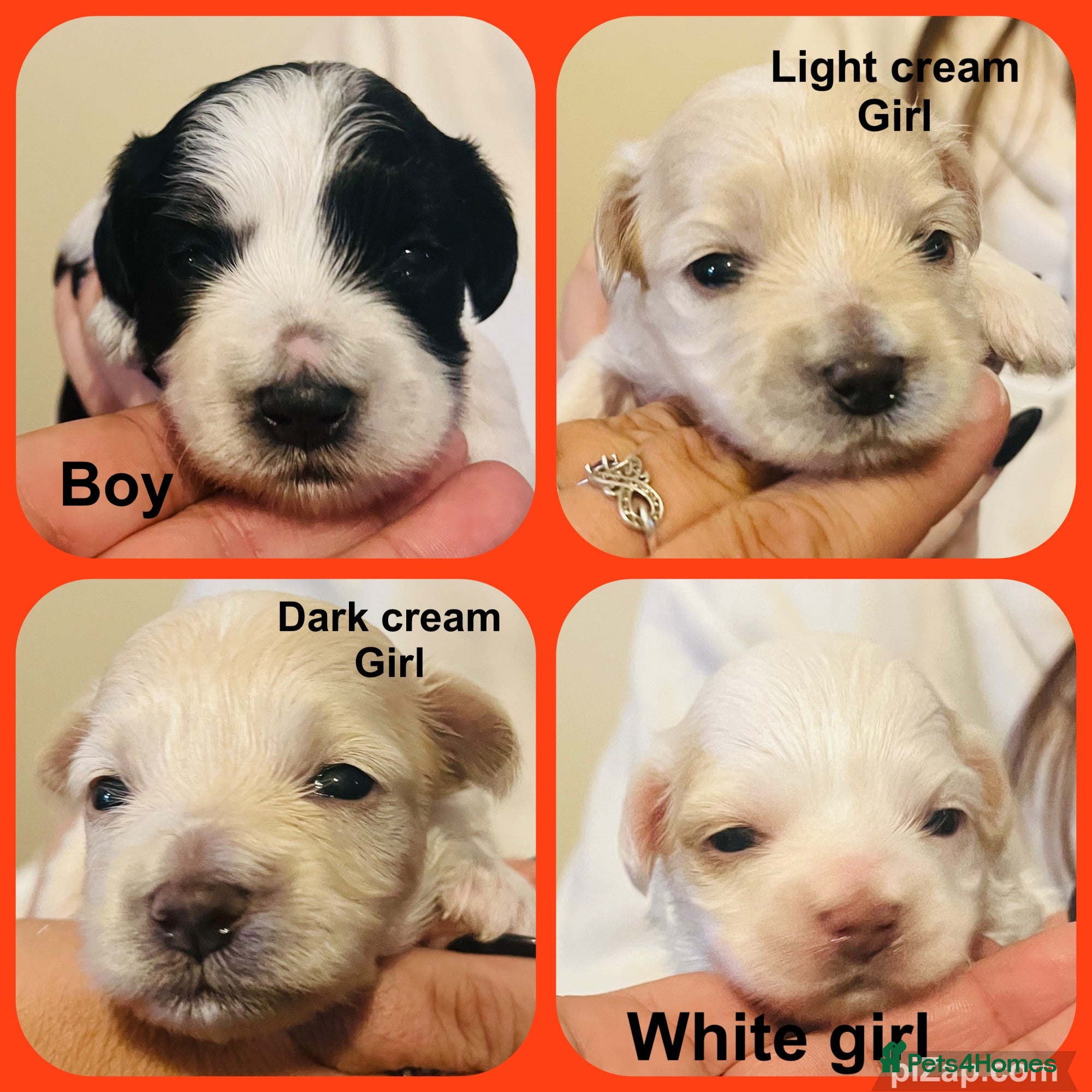 Maltipoo dogs Beautiful maltipoo puppies - Advert 8