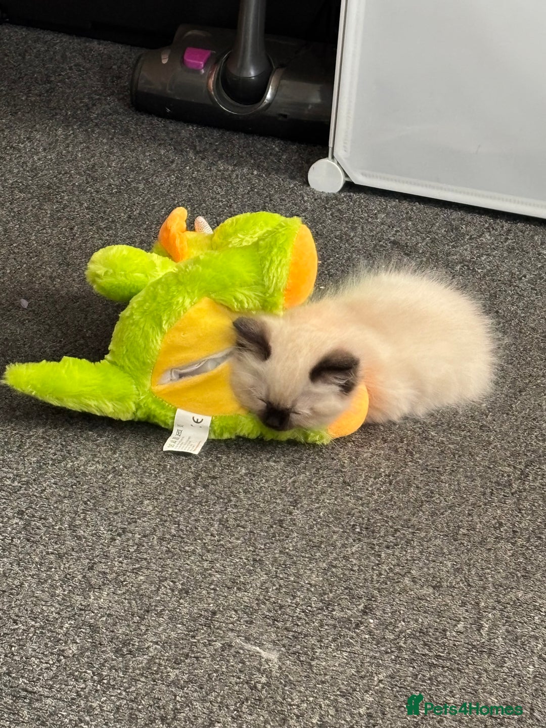 Ragdoll cats for sale: Ragdoll kittens  - Image 18
