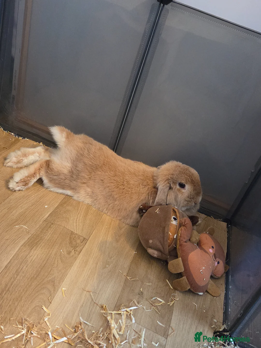Mini Lop rabbits for sale: 5 Mini Lop bunnies  in Maidstone - Advert 3