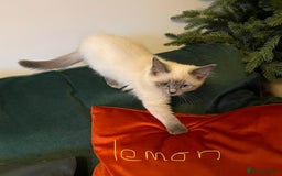 Ragdoll cats for sale: Ragdoll kittens - Image 7