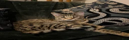 Savannah cats for sale: F3 Savannah male for sale  - Advert 3