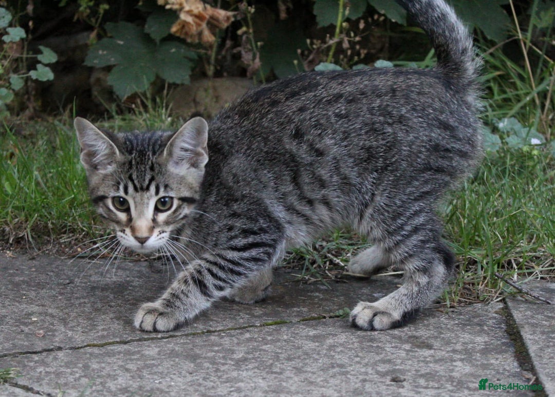 Savannah cats for sale: Stunning Savannahx Maine coons - Image 35