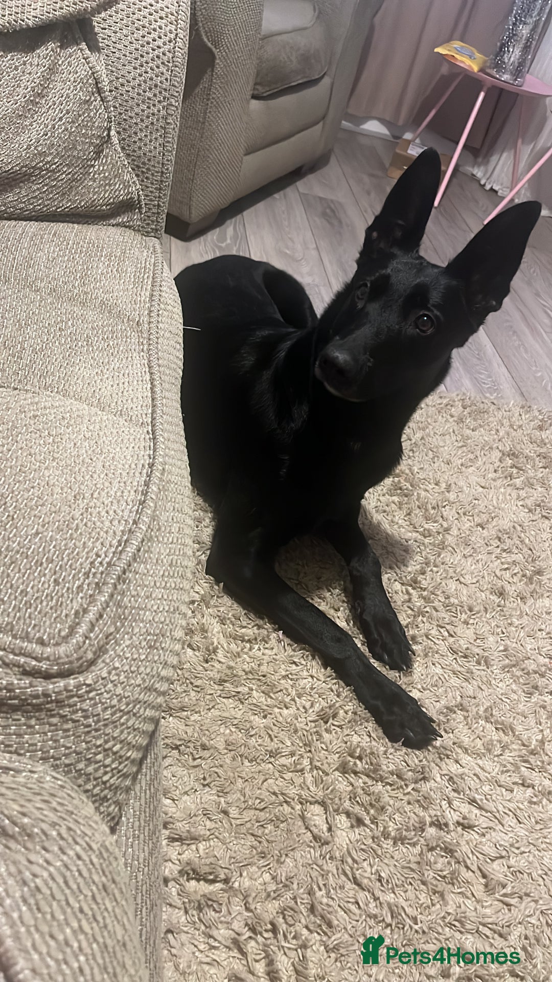 Belgian Shepherd Dog dogs for sale: Black Belgium malanois - Advert 2