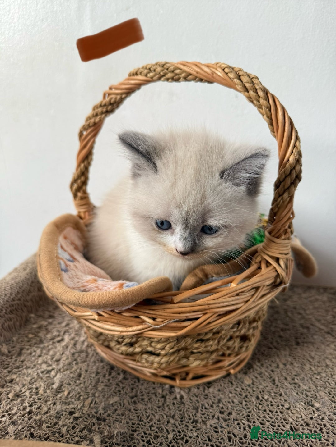 British Shorthair cats for sale: Bsh ragdoll kittens  - Advert 3