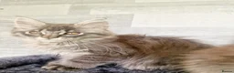 Maine Coon cats for sale: Maine coon kittens  - Advert 7