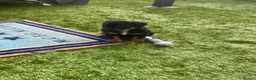 Rottweiler dogs for sale: Last 1 Left Chunky Female  - Advert 8
