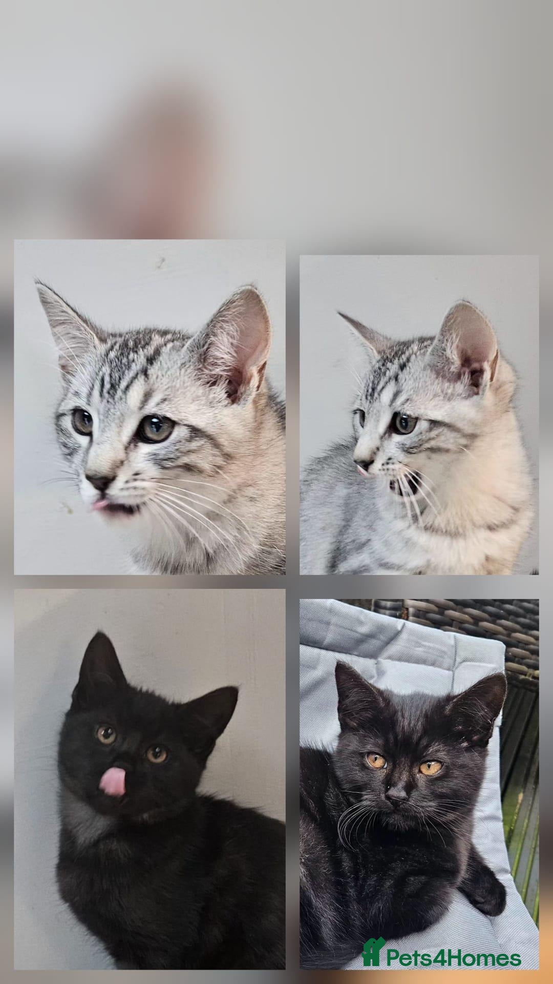 Maine Coon cats for sale: Maine coon cross kittens  - Advert 1