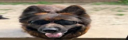 German Shepherd dogs for sale: PGS long coat puppy ready to move at a new home - Advert 12