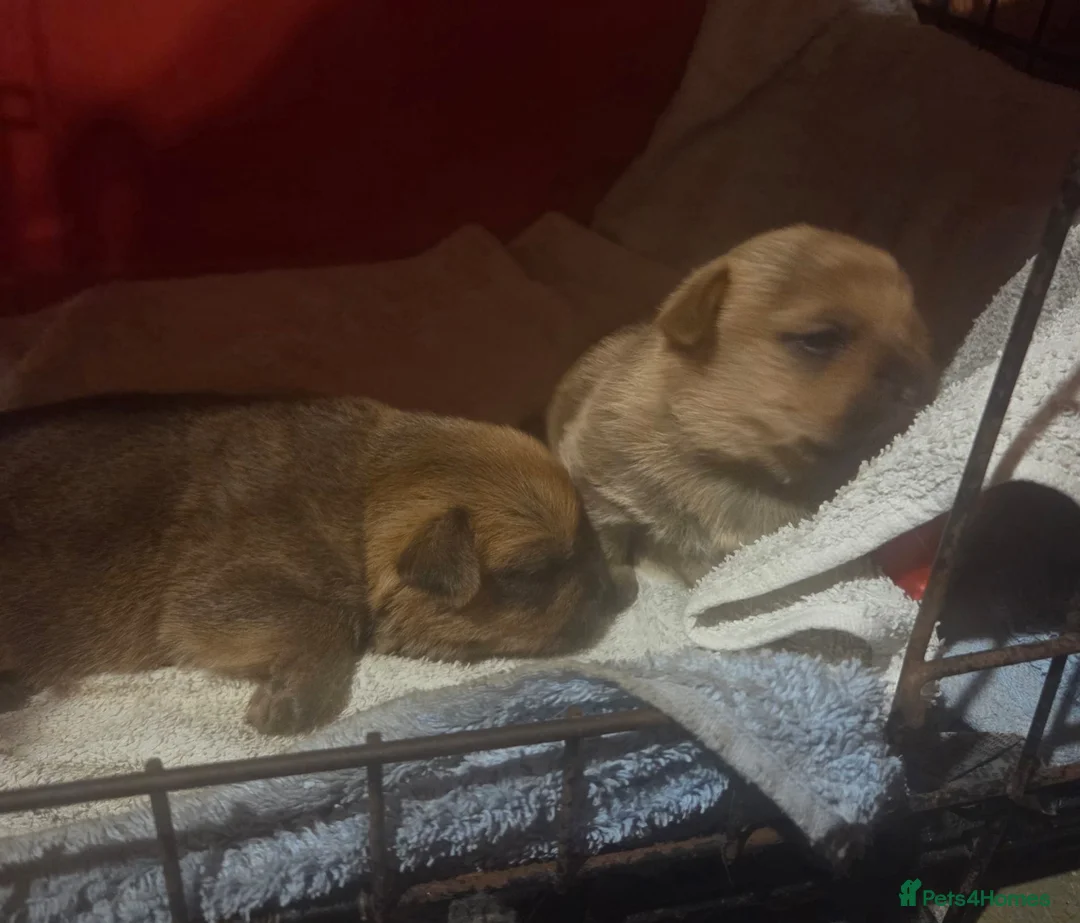 Norfolk Terrier dogs for sale: KC Norfolk Terrier pups - Advert 4