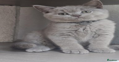 British Shorthair cats - Advert 9